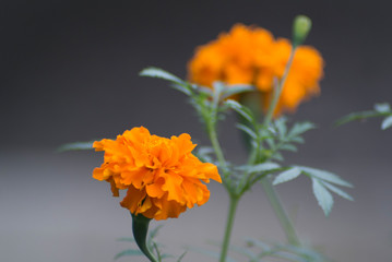 yellow flower on black background