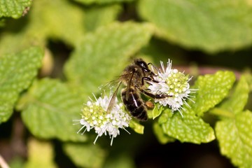bee pollinating honey in the flowers