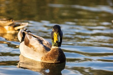 duck in a water pond
