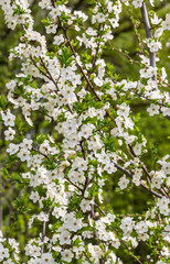 Spring, blooming gardens, apricot blossom, flowers close-up on a blurred background