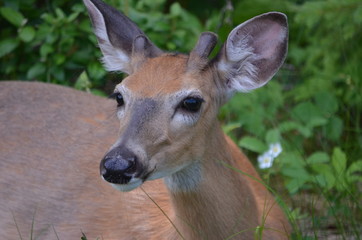 White Tailed Deer resting in summer meadow.  