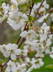 background, beautiful, beauty, beginning, bloom, blooming, blossom, blue, bokeh, botany, branch, bright, bud, cherry, closeup, dew, drop, flora, floral, flower, fresh, fruits, garden, gardens, glare, 
