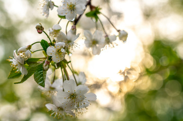 Spring, blooming gardens, apricot blossom, flowers close-up in raindrops on the background of sunlight