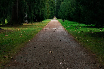 park alley trail for walking and promenade morning freshness nature of spring time season with green grass meadow and trees foliage