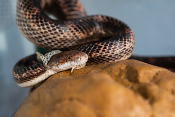 Closeup shot with selective focus of pet serpent's head as it sheds its skin. Sly serpent shedding over stone structure in its glass enclosure 