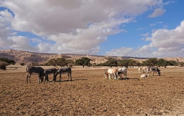 Obraz premium Donkey and Antelope in the Desert