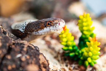 Closeup shot with selective focus of pet serpent's head as it sheds its skin. Sly serpent shedding...