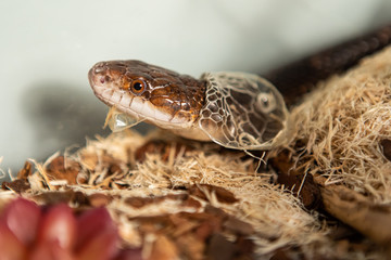 Closeup shot with selective focus of pet serpent's head as it sheds its skin. Sly serpent shedding over wood chips and bark in its enclosure 