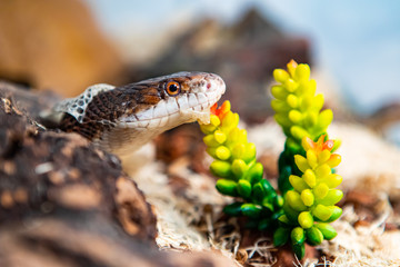 Closeup shot with selective focus of pet serpent's head as it sheds its skin. Sly serpent shedding over wood shavings and plants in its enclosure.