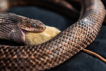 Pet serpent feeding time, snake with its jaws around swallowing a white rat indoor, close up selective focus shallow depth of field, black backdrop