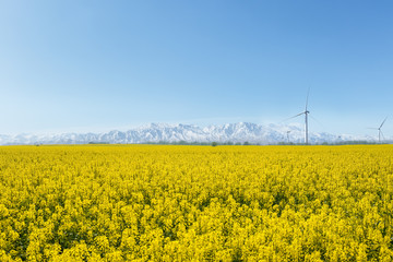 spring landscape in qinghai