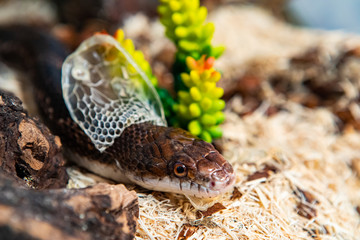 Closeup shot with selective focus of pet serpent's head as it sheds its skin. Sly serpent shedding over wood shavings and plants in its enclosure.