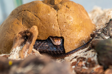 Closeup shot with selective focus of pet serpent hiding and sticking its tongue out. Serpent peeks from under a stone structure in its glass cage 