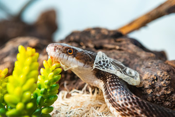 Closeup shot with selective focus of pet serpent's head as it sheds its skin. Sly serpent shedding over wood shavings and plants in its enclosure.