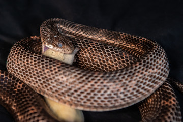 Pet serpent feeding time, snake with its jaws around and swallowing a white rat indoor selective focus shallow depth of field, black backdrop 