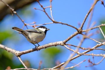 japanese tit