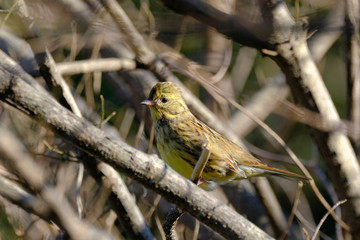 black faced bunting