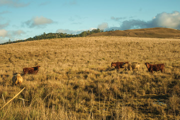 Fototapeta na wymiar Cattle scattered on rural lowlands called Pampas