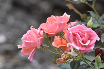 pink roses in garden