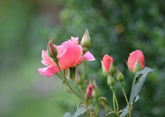 pink roses in the garden
