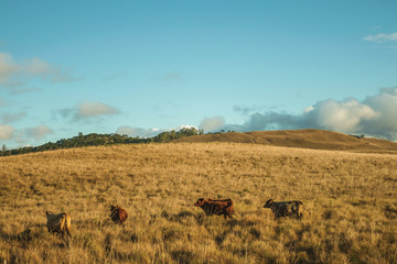 Fototapeta na wymiar Cattle scattered on rural lowlands called Pampas