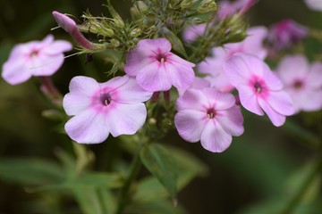 pink flowers in garden