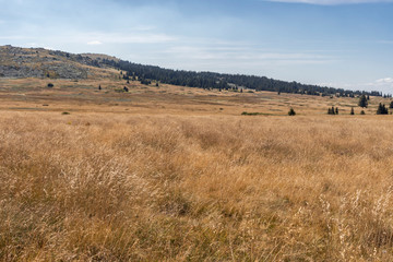 Fototapeta premium Autumn view of Vitosha Mountain, Bulgaria