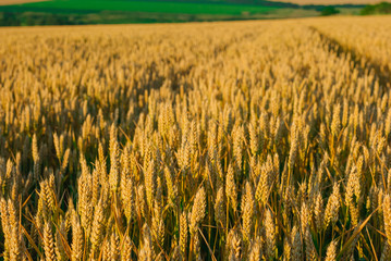 ripening wheat in a field on a sunny summer day