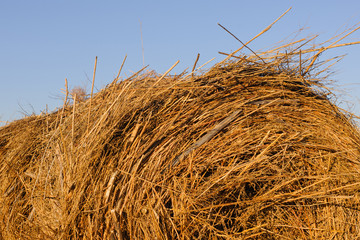 rolls of hay lying in autumn sun on mown field