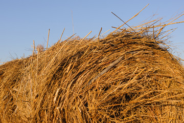 Fototapeta premium rolls of hay lying in autumn sun on mown field