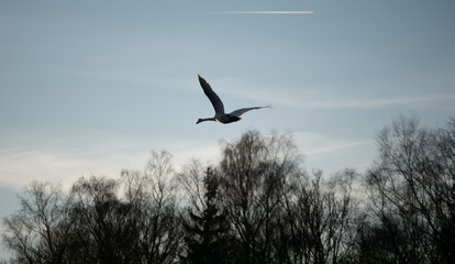Image of swan flying in the air