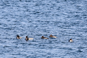 Ducks flock swimming in sea in sunny day. Group of wild Goosander (Mergus merganser) males and females in natural habitat. Diving pochard seabirds on the move.