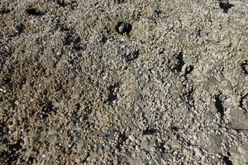 Barnacles of on a beach in a west coast nature reserve.