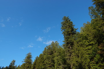 Coastal rain forest tree tops on a warm sunny day.
