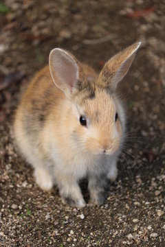 238 最適な 仔ウサギ 画像 ストック写真 ベクター Adobe Stock