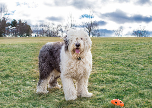 Foto De Stock Old English Sheepdog, Royalty-Free