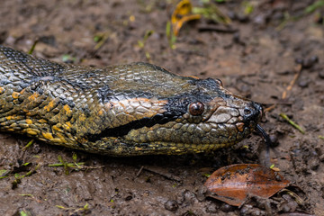 Anaconda head
