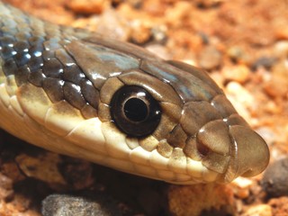 patchnose snake