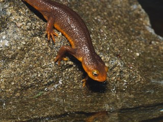 Poisonous California Newt