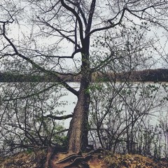 tree in autumn