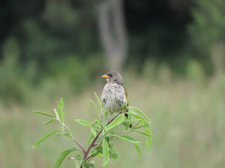 Wild bird with yellow beak. Vegetation as background