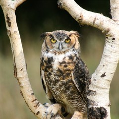 great horned owl