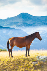 Fototapeta na wymiar Wild horse roaming free on an alpine pasture in the summer
