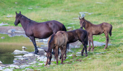 Free wild horses roaming on mountain pastures in the summer, in the Transylvanian Alps