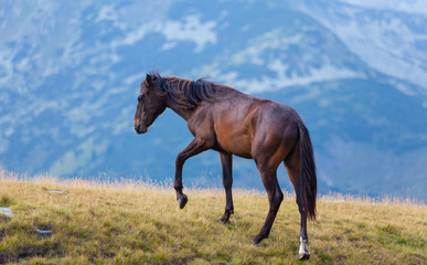 Wild horse roaming free on an alpine pasture in the summer