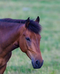 Obraz premium Wild horse roaming free on an alpine pasture in the summer