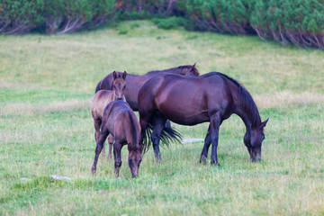 Free wild horses roaming on mountain pastures in the summer, in the Transylvanian Alps