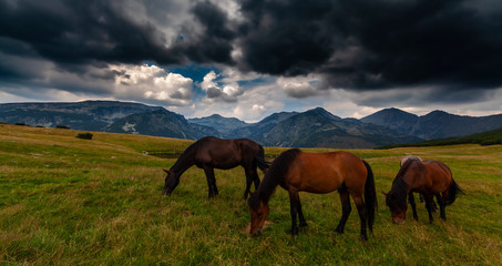 Wild horses roaming free on an alpine pasture in the mountains in summer