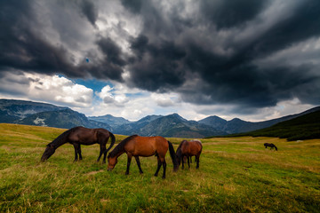 Fototapeta na wymiar Wild horses roaming free on an alpine pasture in the mountains in summer