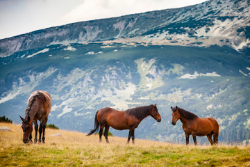 Wild horses roaming free on an alpine pasture in the mountains in summer